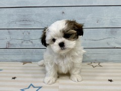 �~�b�N�X(�}���`�[�Y�~�V�[�Y�[)