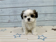 �~�b�N�X(�}���`�[�Y�~�V�[�Y�[)