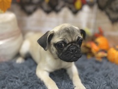 pO