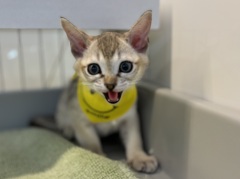 �V���K�v�[��