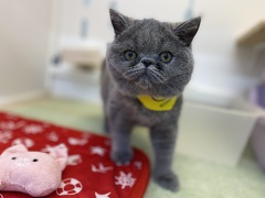 �G�L�]�`�b�N�V���[�g�w�A