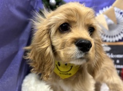 �A�����J���E�R�b�J�[�E�X�p�j�G��