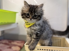 �}���`�J�������O�w�A�[