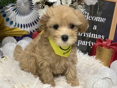 �~�b�N�X�}���`�[�Y�~�g�C�v�[�h��