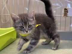 �A�����J���V���[�g�w�A