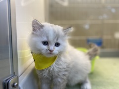 ���K�}�t�B��