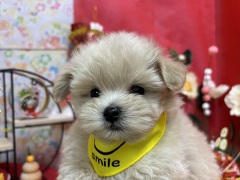 �~�b�N�X(�g�C�v�[�h���~�}���`�[�Y)