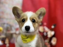 �E�F���V���E�R�[�M�[�E�y���u���[�N