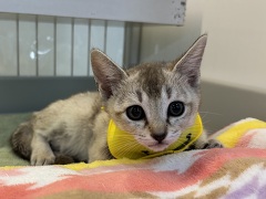 �V���K�v�[��