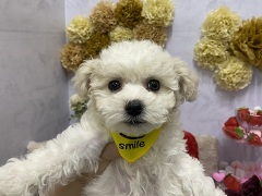 �r�V�����E�t���[�[