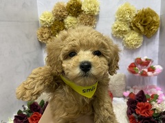 �g�C�v�[�h��