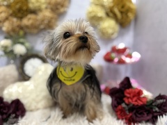 ���[�N�V���[�E�e���A