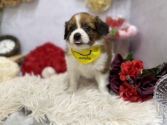 �p�s����