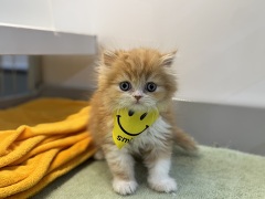 ���K�}�t�B��