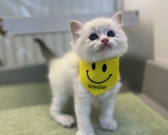 ���O�h�[��