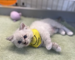 ���O�h�[��