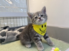 �A�����J���V���[�g�w�A