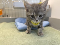 �A�����J���V���[�g�w�A