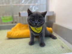 �u���e�B�b�V���V���[�g�w�A