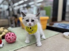 ���O�h�[��