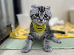 �~�b�N�X�A�����J���V���[�g�w�A�~�A�����J���J�[��