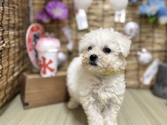 �r�V�����E�t���[�[