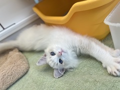 ���O�h�[��