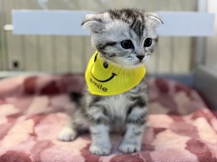 �X�R�e�B�b�V���t�H�[���h