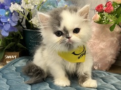 ペルシャ