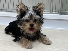 ���[�N�V���[�E�e���A