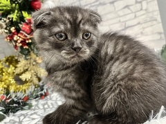 �X�R�e�B�b�V���t�H�[���h