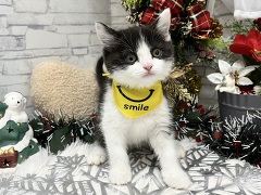 �X�R�e�B�b�V���X�g���[�g