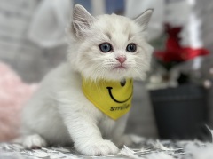 ���O�h�[��