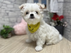 �~�b�N�X�`�����~�}���`�[�Y