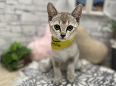 �V���K�v�[��