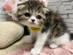 �X�R�e�B�b�V���t�H�[���h