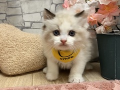 ���O�h�[��