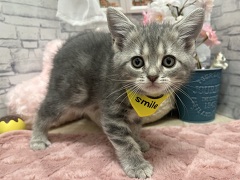 �A�����J���V���[�g�w�A