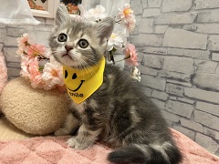 �A�����J���V���[�g�w�A