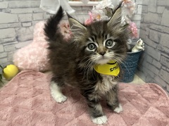 ���C���N�[��