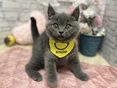 �u���e�B�b�V���V���[�g�w�A