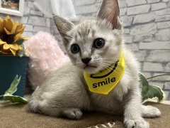 �V���K�v�[��