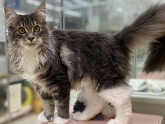 ���C���N�[��