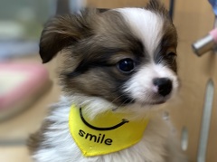 �p�s����