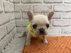 �t�����`�E�u���h�b�O