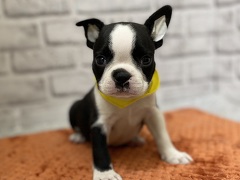 �{�X�g���e���A