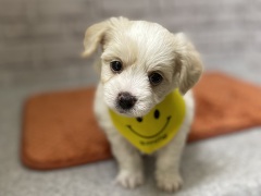 �~�b�N�XMIX�i�`�����~�r�V�����t���[�[�j