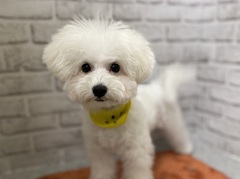 �r�V�����E�t���[�[