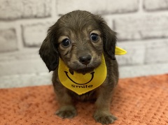 �J�j���w���E�_�b�N�X�t���h