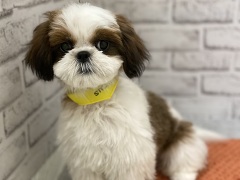 �V�[�E�Y�[